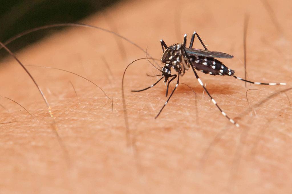dengue assusta bairros norte
